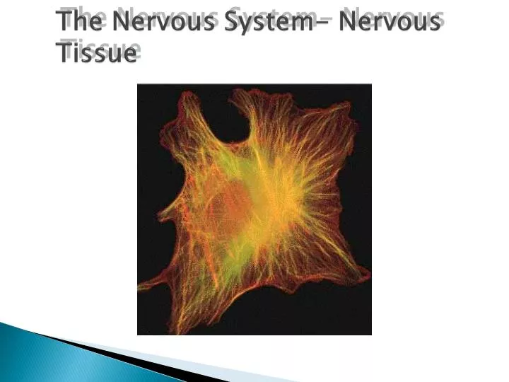 the nervous system nervous tissue