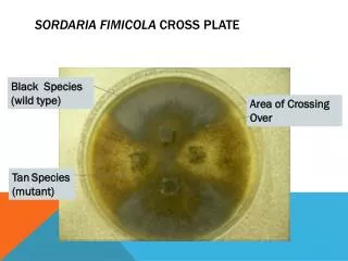 Sordaria fimicola Cross plate