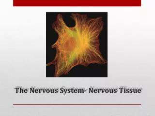 The Nervous System- Nervous Tissue