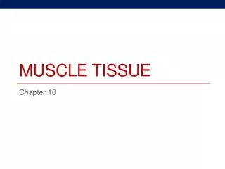 Muscle Tissue