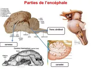 parties de l enc phale