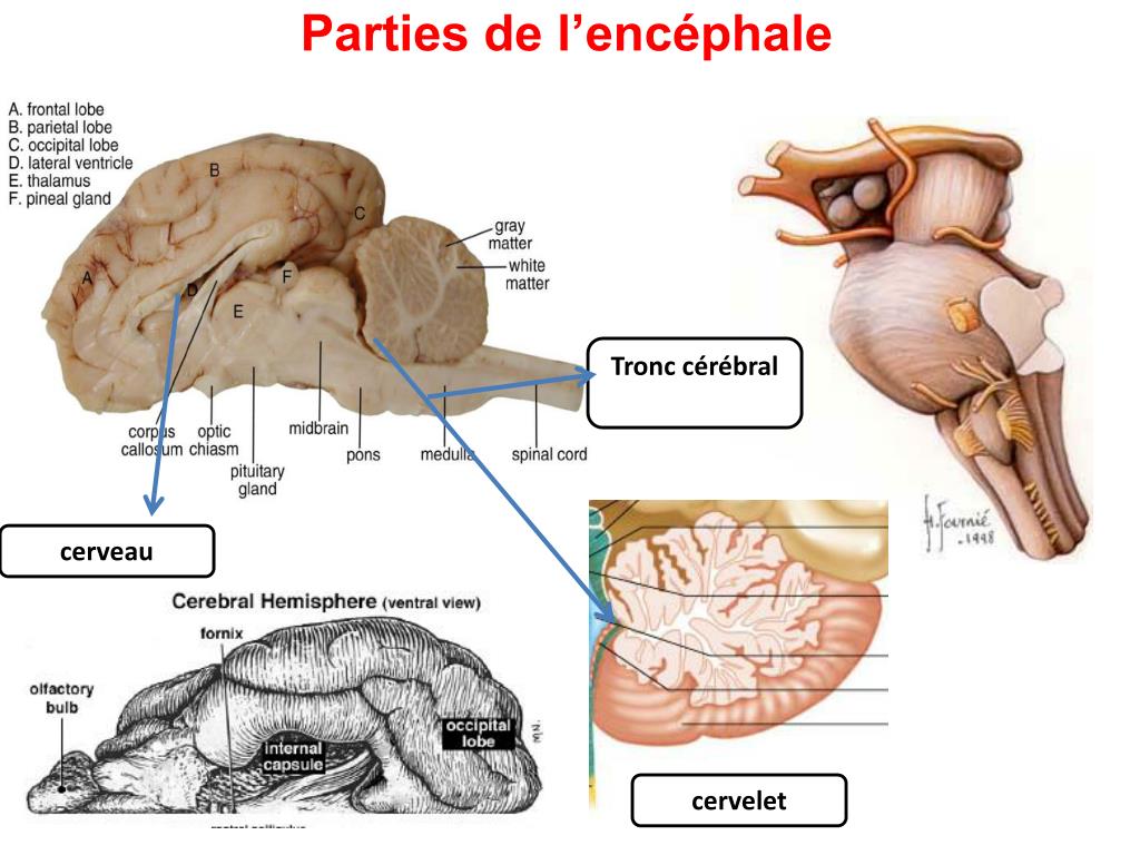 PPT Parties De L enc phale PowerPoint Presentation Free Download ppt-parties-de-l-enc-phale-powerpoint-presentation-free-download