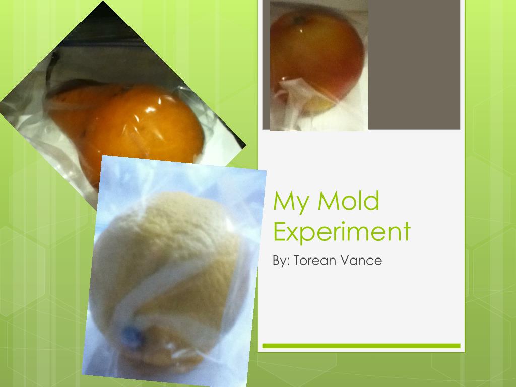 PPT - My Mold Experiment PowerPoint Presentation, free download - ID ...