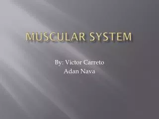 Muscular System