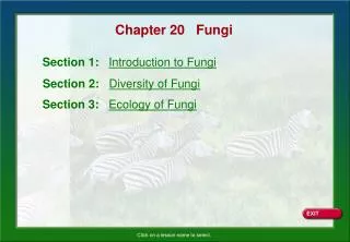 Chapter 20 Fungi