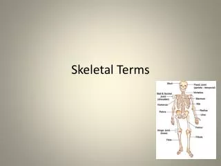 Skeletal Terms