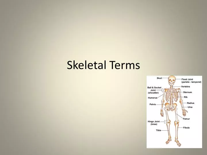 skeletal terms