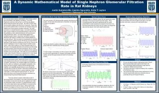 A Dynamic Mathematical Model of Single Nephron Glomerular Filtration Rate in Rat Kidneys