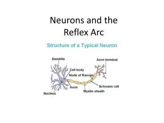 Neurons and the Reflex Arc