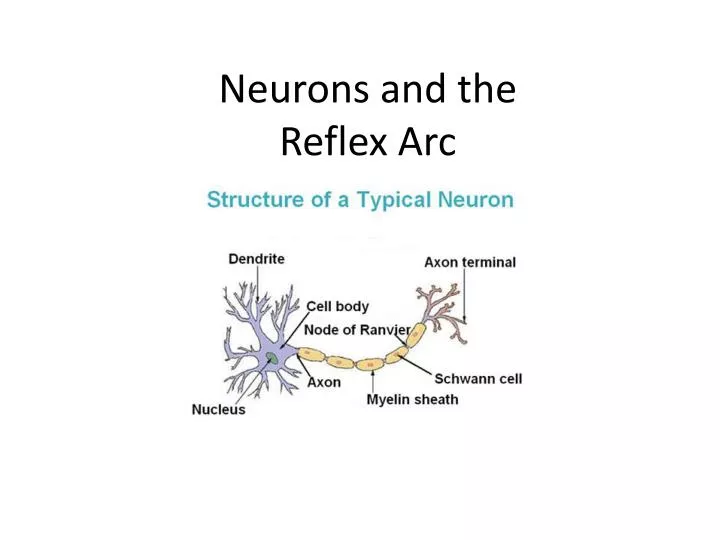 neurons and the reflex arc