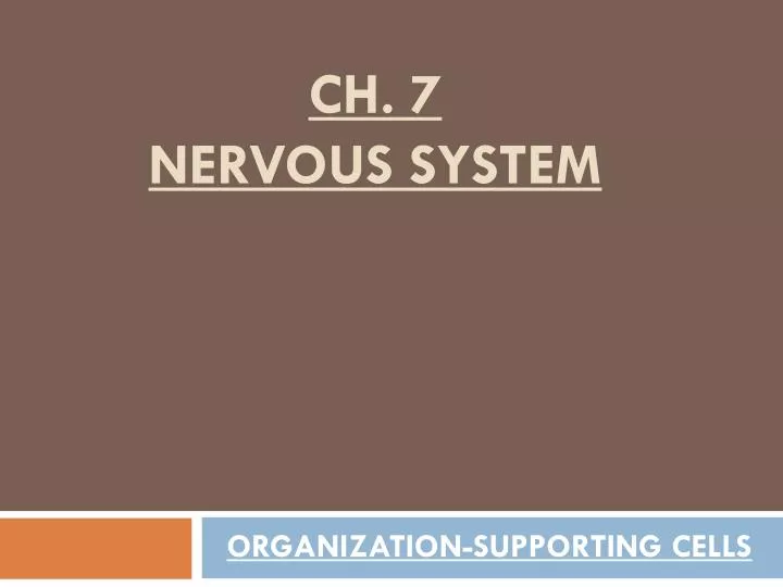 ch 7 nervous system