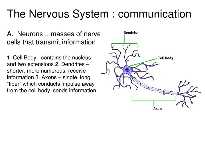 the nervous system communication
