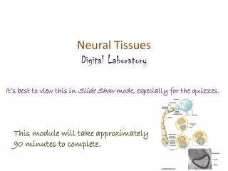 Neural Tissues Digital Laboratory