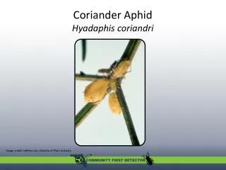 Coriander Aphid Hyadaphis coriandri