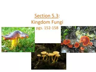 Section 5.3 : Kingdom Fungi pgs. 152-158