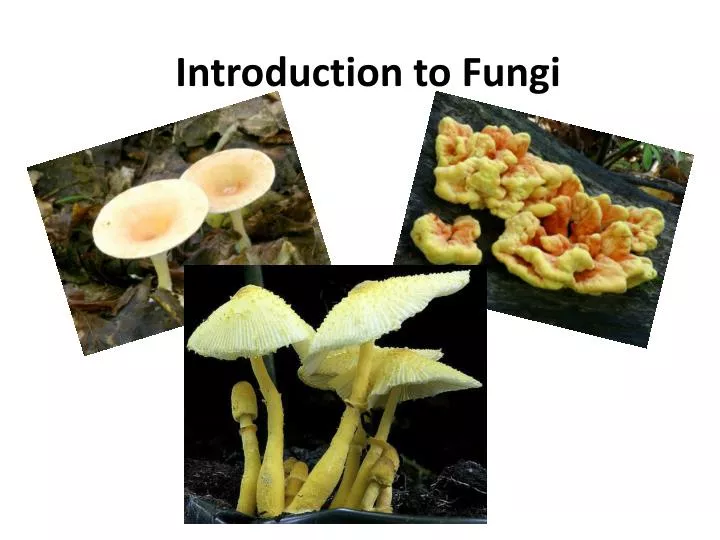 introduction to fungi