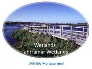 Wetlands Tantramar Wetlands