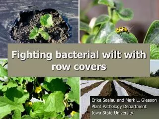 Fighting bacterial wilt with row covers