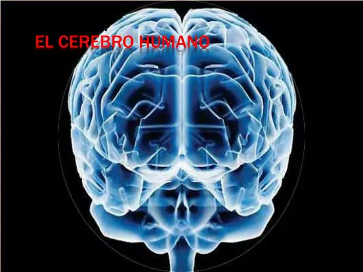 el cerebro humano