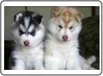 Siberian Husky - slide 1