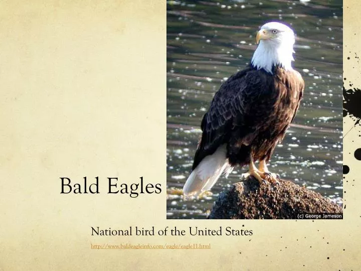 bald eagles
