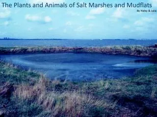 The Plants and Animals of Salt Marshes and Mudflats