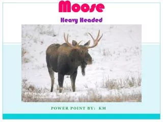 Moose Heavy Headed