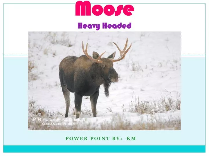 moose heavy headed