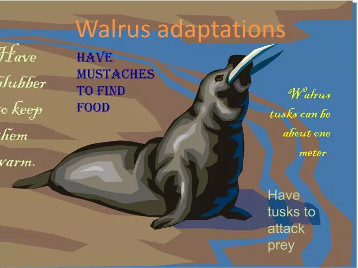 walrus adaptations