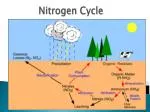 PPT - Amino Acid Metabolism 1: Nitrogen fixation and assimilation ...