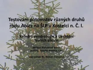 Testování potomstev různých druhů rodu Abies na ŠLP v Kostelci n. Č. l.