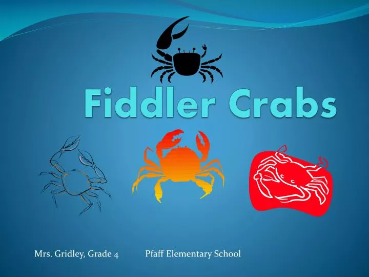 fiddler crabs