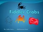 Fiddler Crabs - slide 1