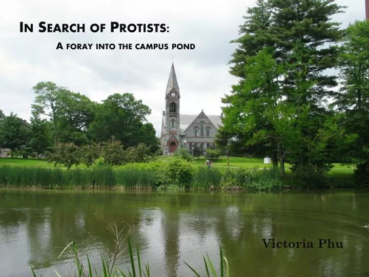 in search of protists a foray into the campus pond