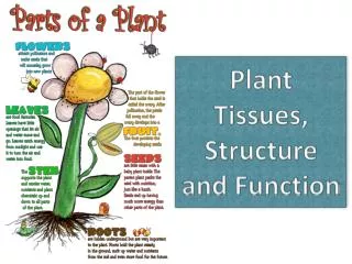 Plant Tissues, Structure and Function