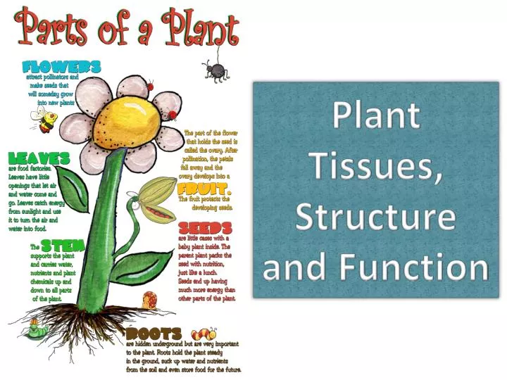 plant tissues structure and function