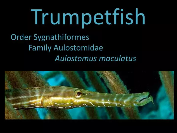 trumpetfish
