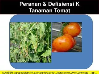 Peranan &amp; Defisiensi K Tanaman Tomat