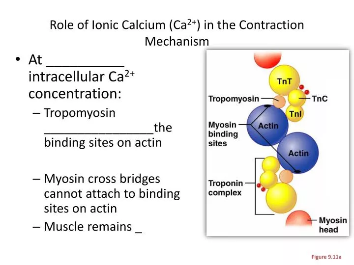 role of ionic calcium ca 2 in the contraction mechanism