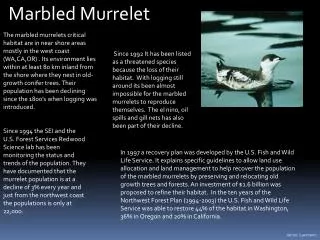 Marbled Murrelet