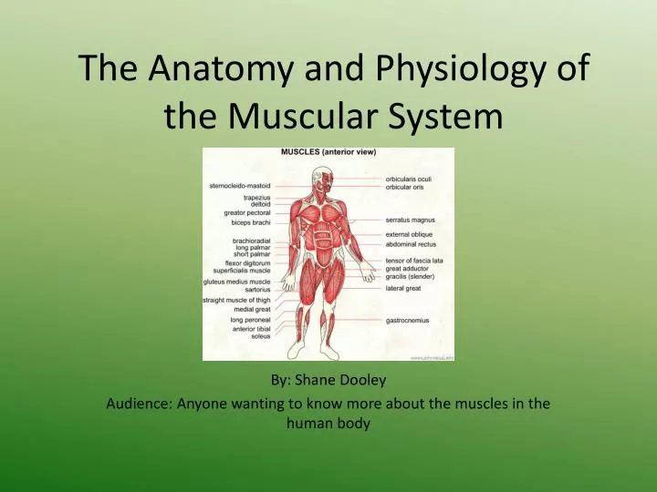 the anatomy and physiology of the muscular system