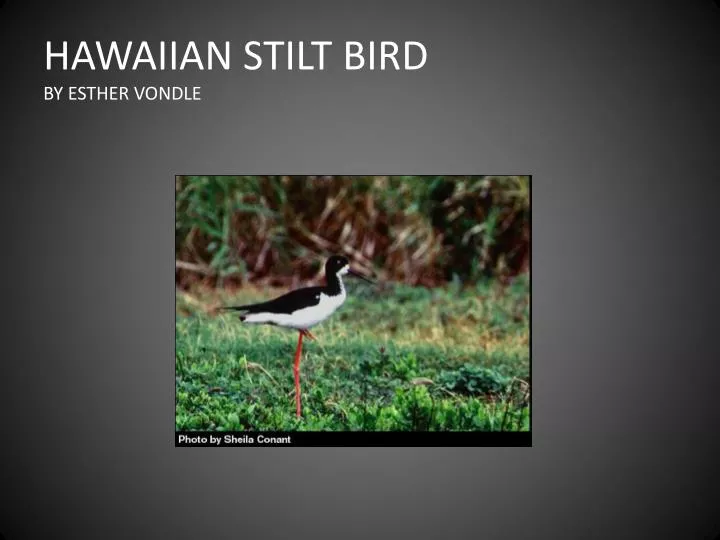 hawaiian stilt bird by esther vondle