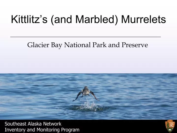 kittlitz s and marbled murrelets