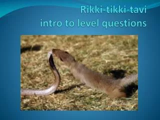 Rikki-tikki-tavi intro to level questions