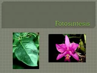 fotos ntesis