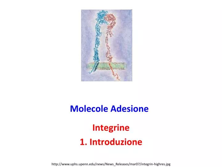 molecole adesione