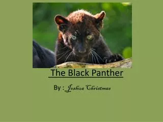 The Black Panther