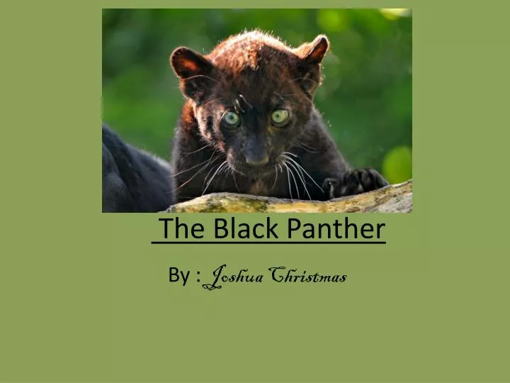 the black panther