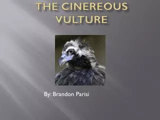 The Cinereous Vulture