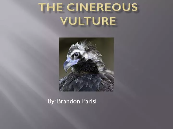 the cinereous vulture
